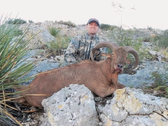 Aoudad chocolate.JPG