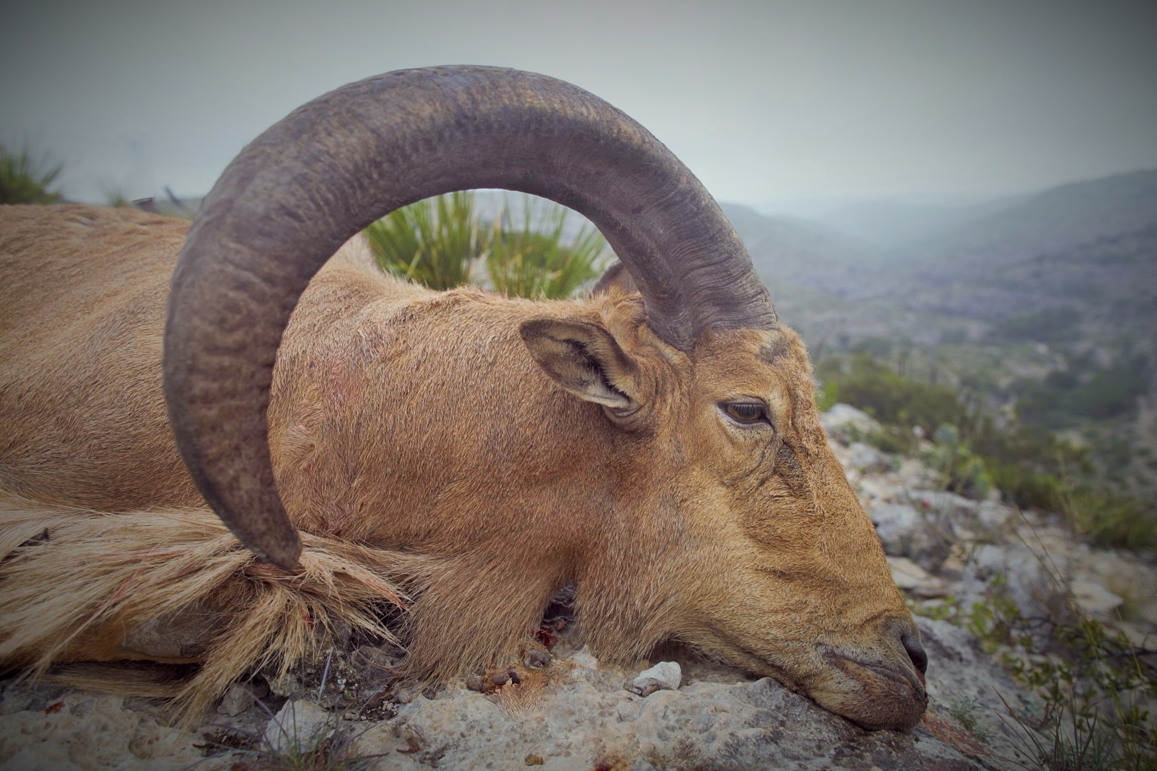 Aoudad trophy.JPG