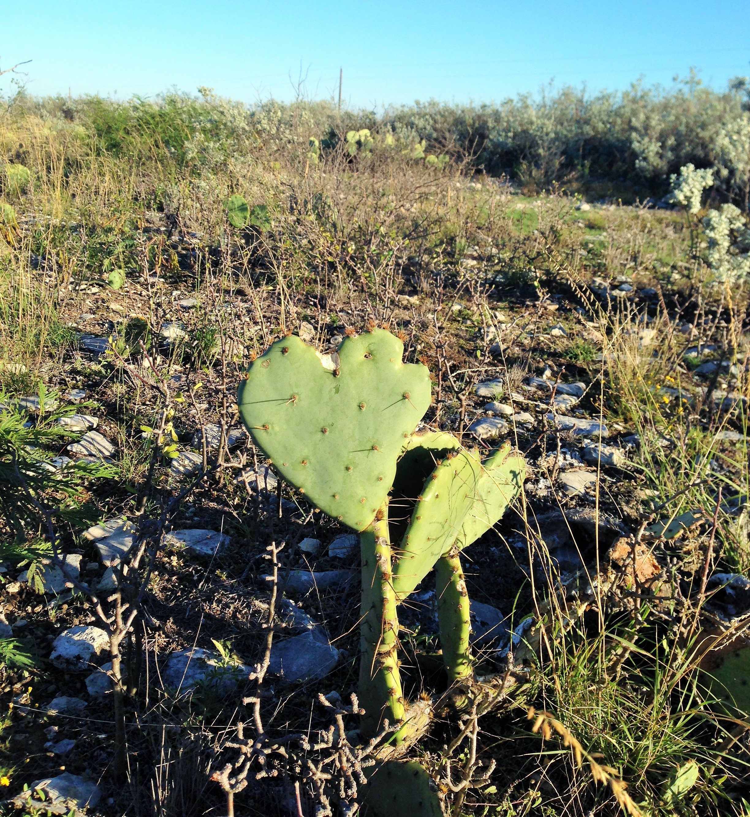 Cactus heart.JPG
