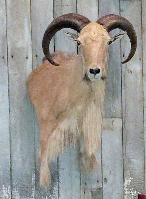 Prof Mount Aoudad 2.JPG