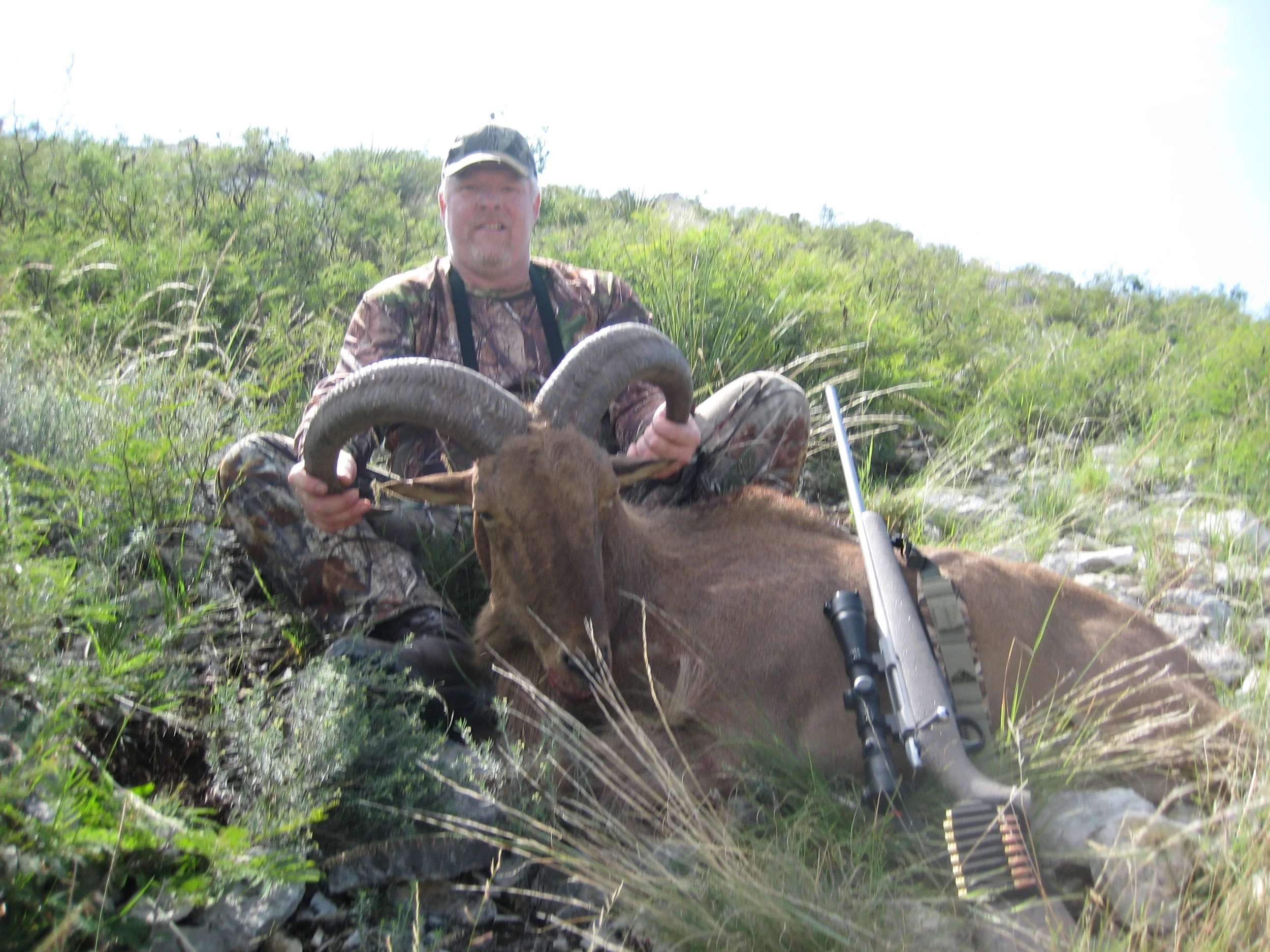 Aoudad 2013 1.JPG