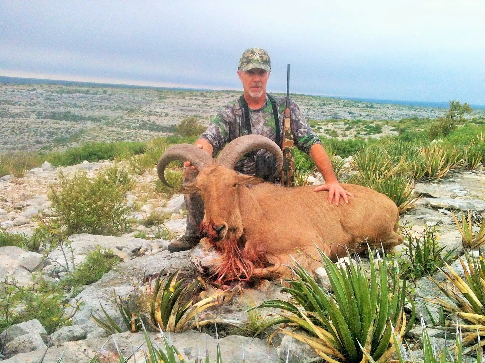 aoudad 2014 3.jpg