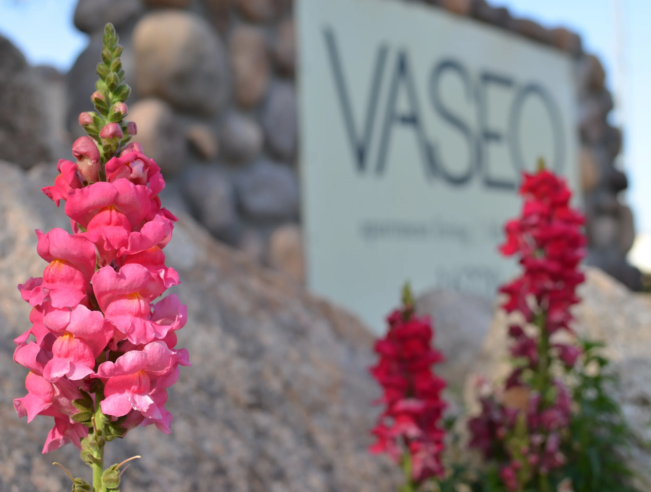 Vaseo Apartment Homes- Marketing