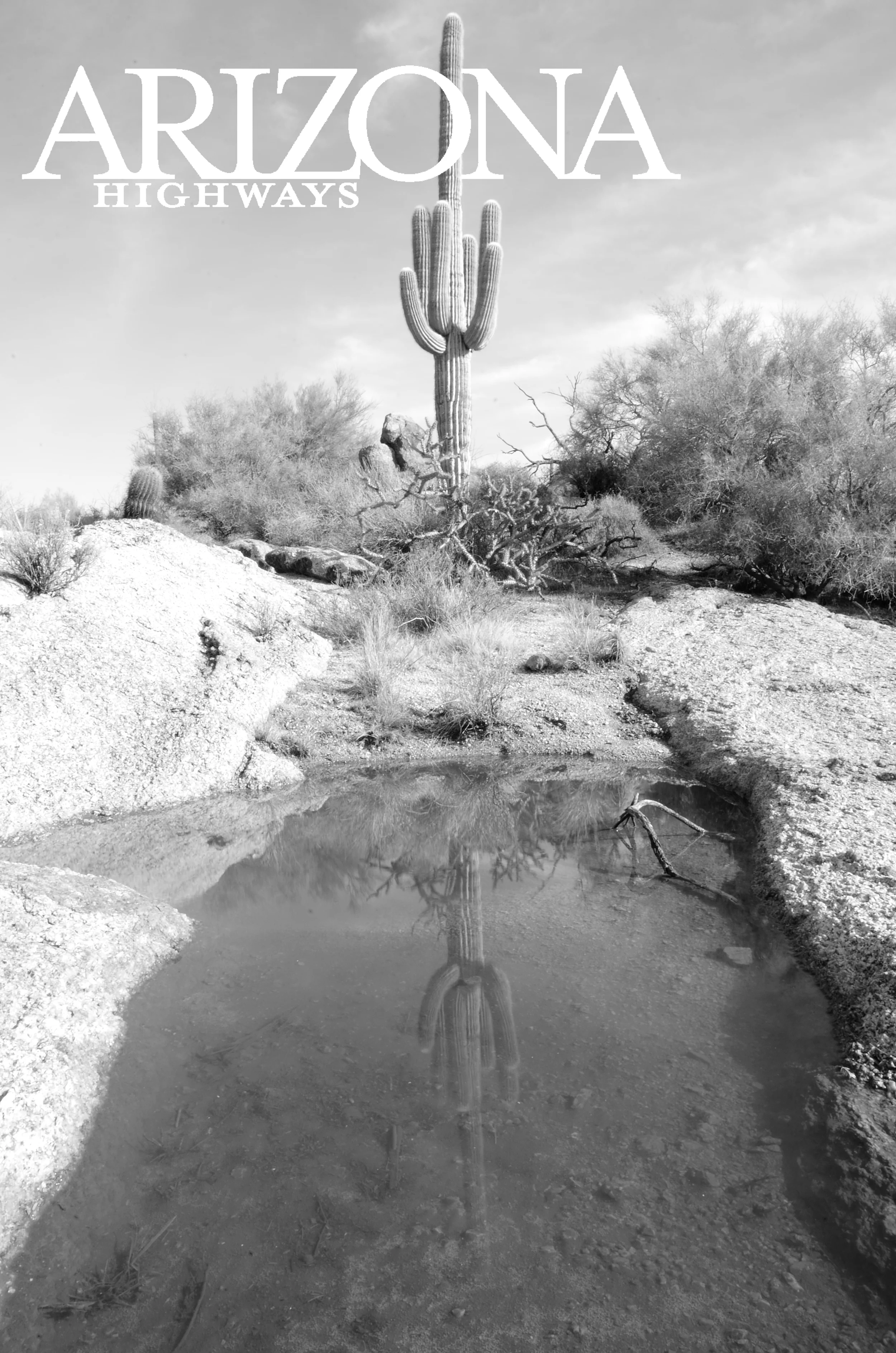 Lone Saguaro- Arizona Highways Magazine