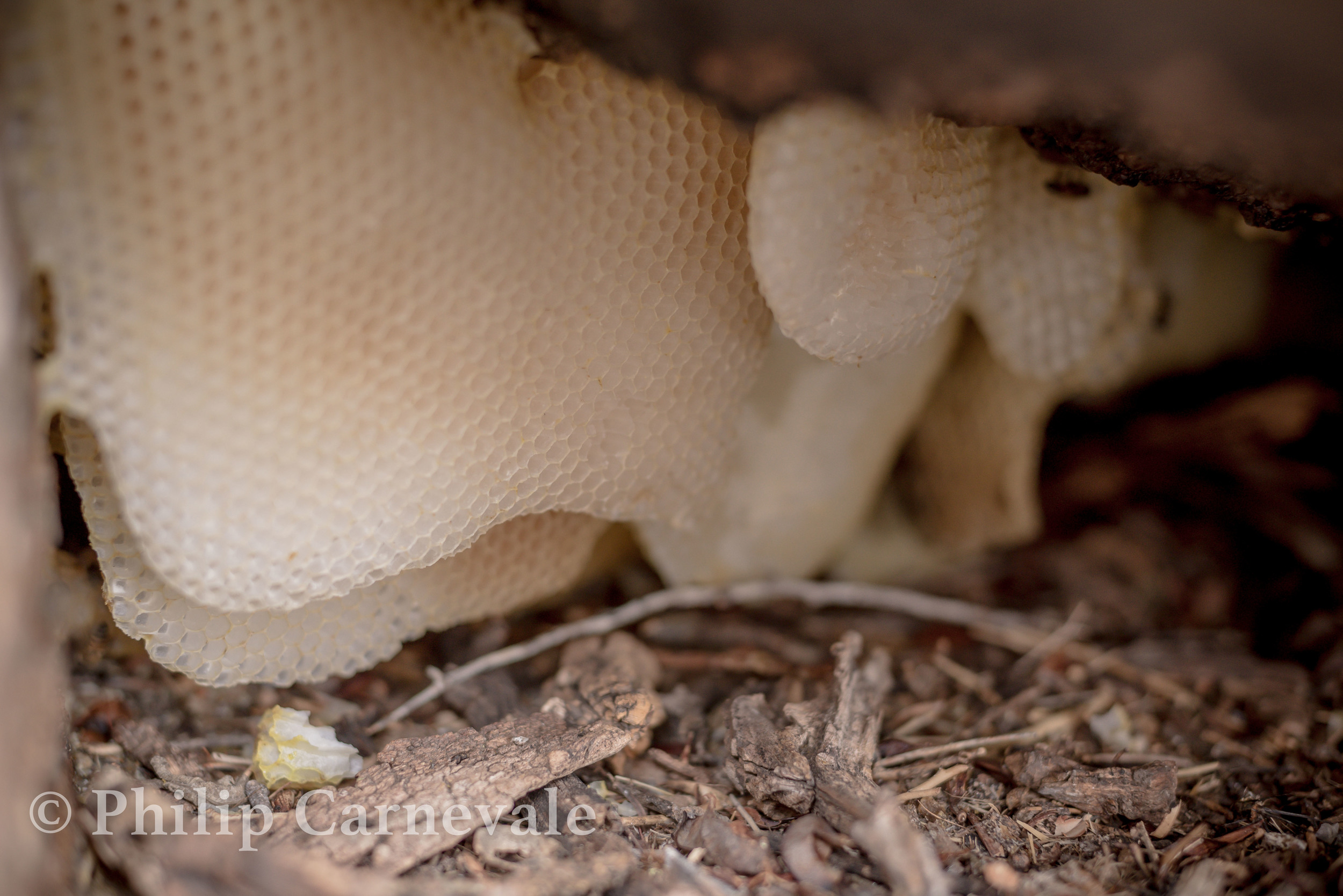 SenoranBeeHive-1-2.jpg
