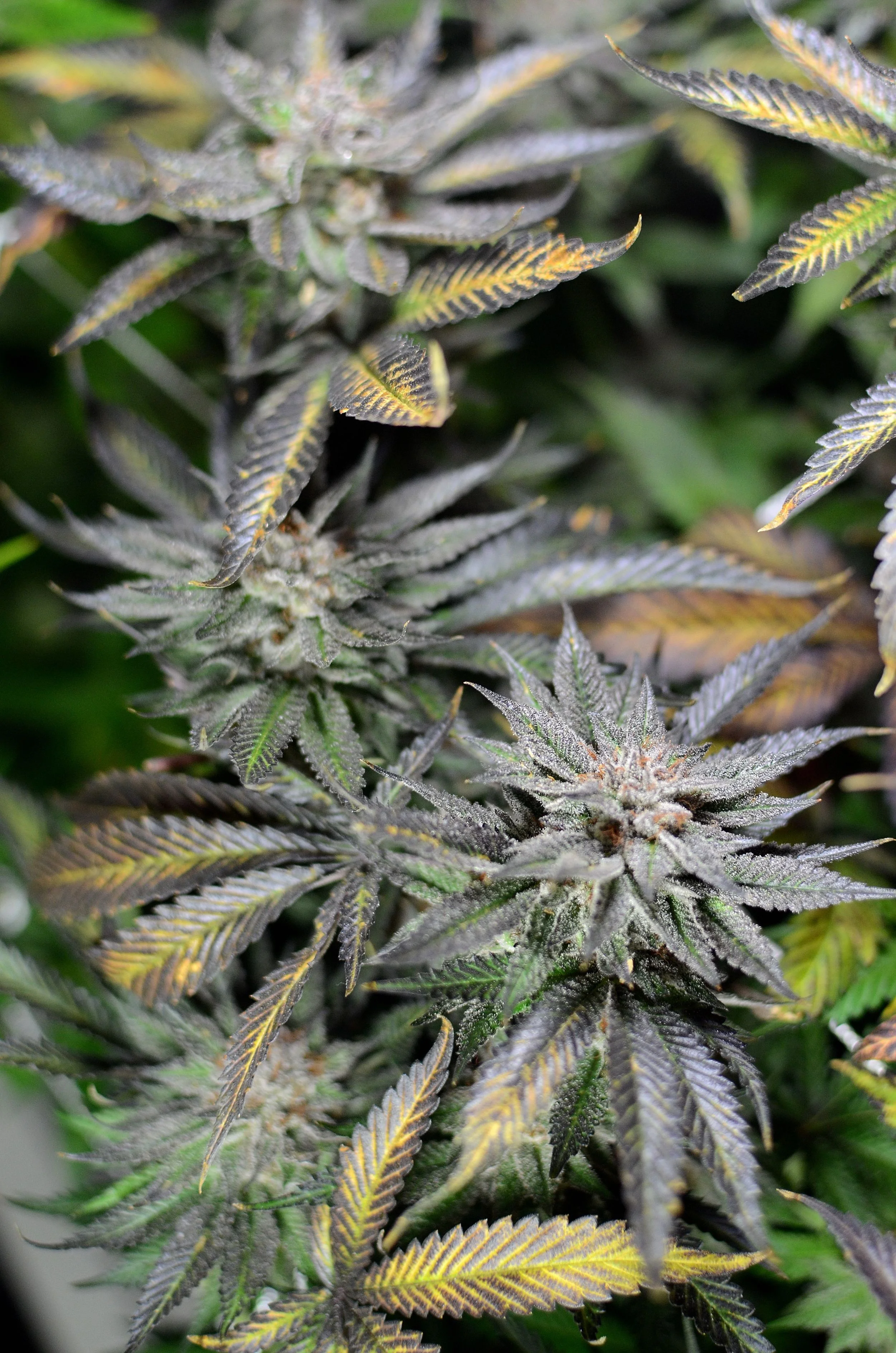 Bud4.JPG