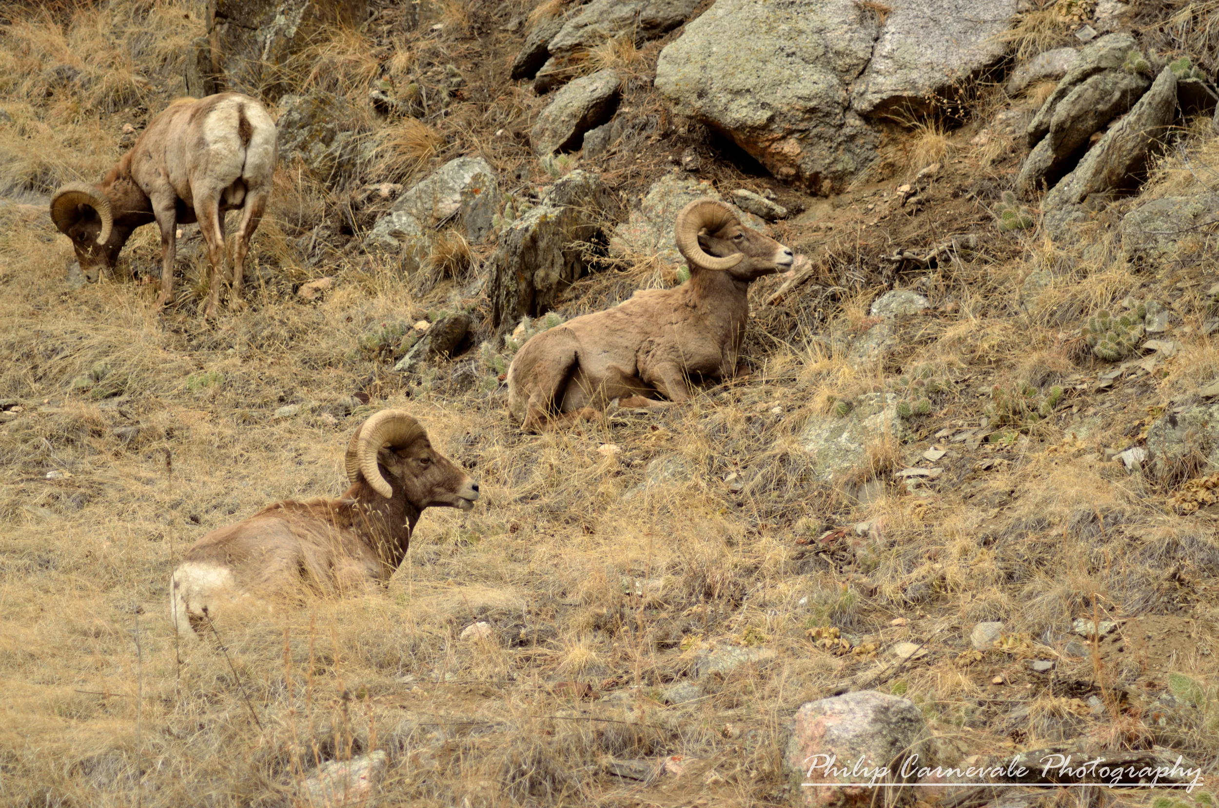 ThreeRams.JPG