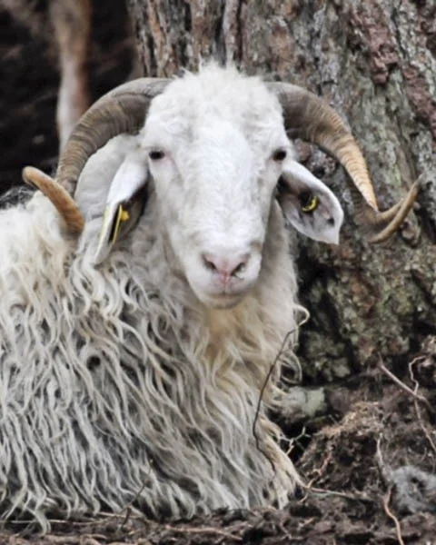 Loving the Alps: Basco-Bearnaise sheep