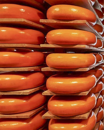 In he Remijn cellar: Gouda at rest