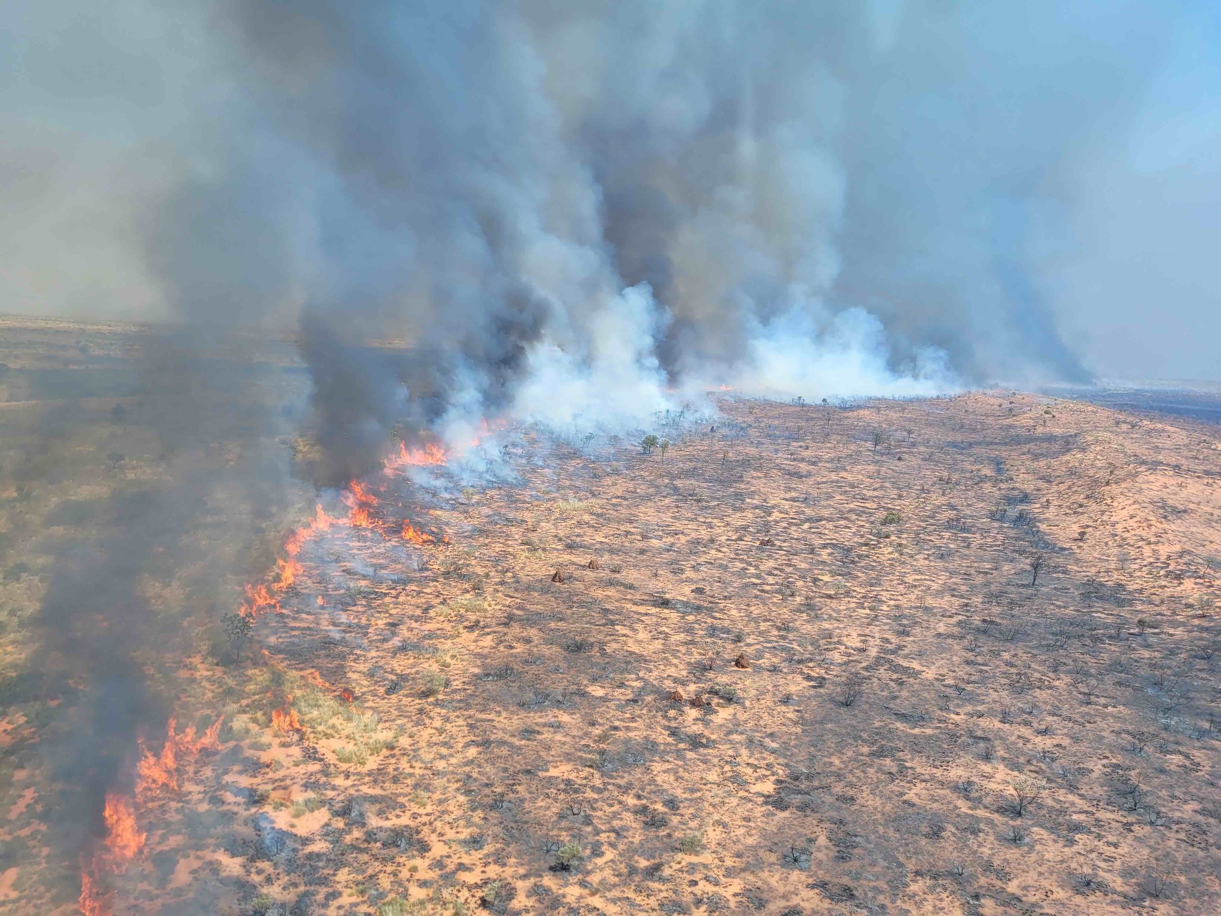 ccol burn (note the green leaves on the trees).jpg