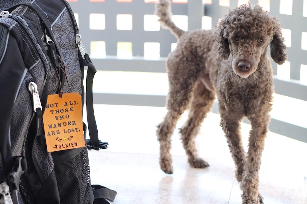 How Do I Move My Dog Abroad