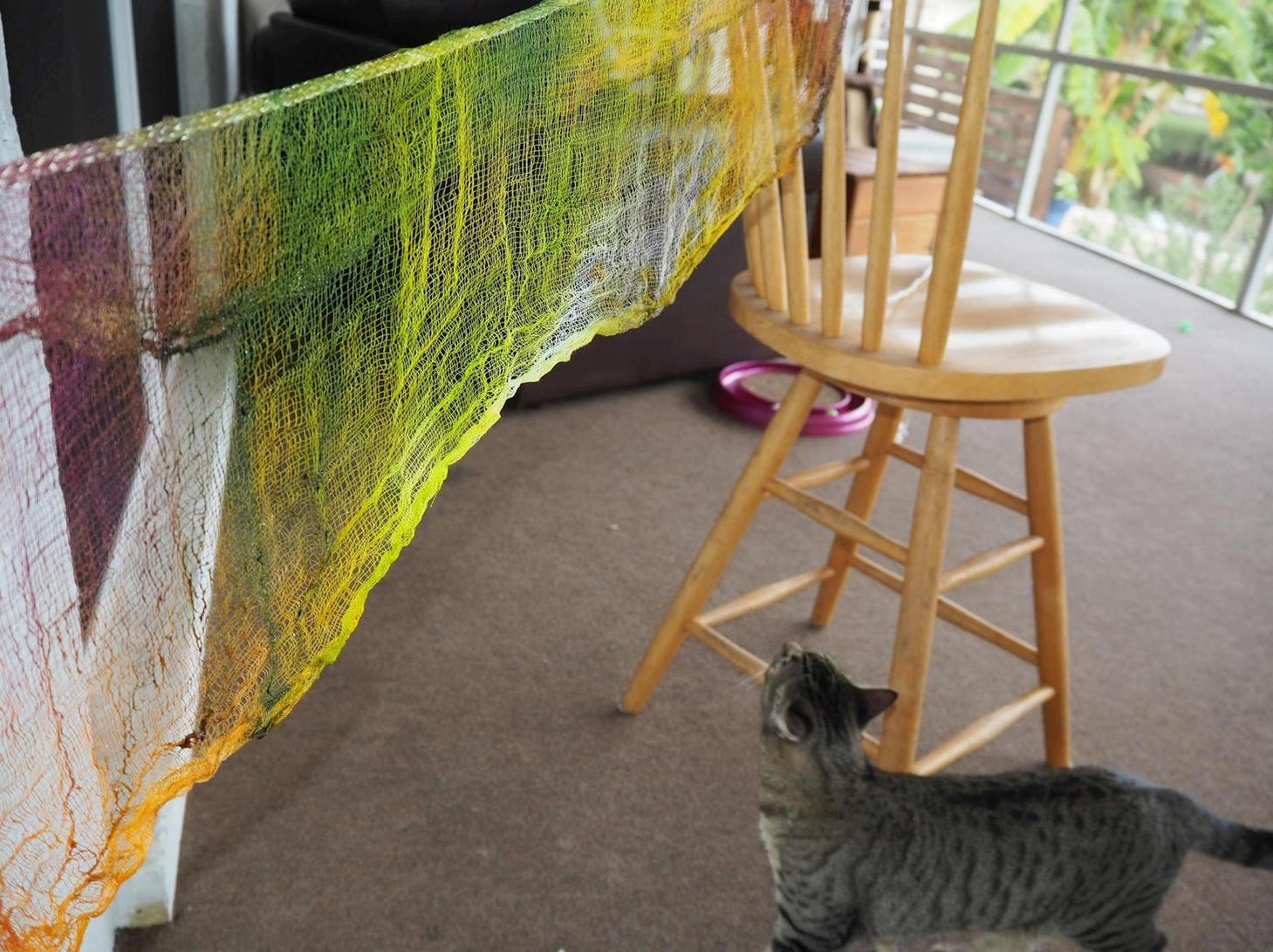Our kitten Lightning was interested as well!! 