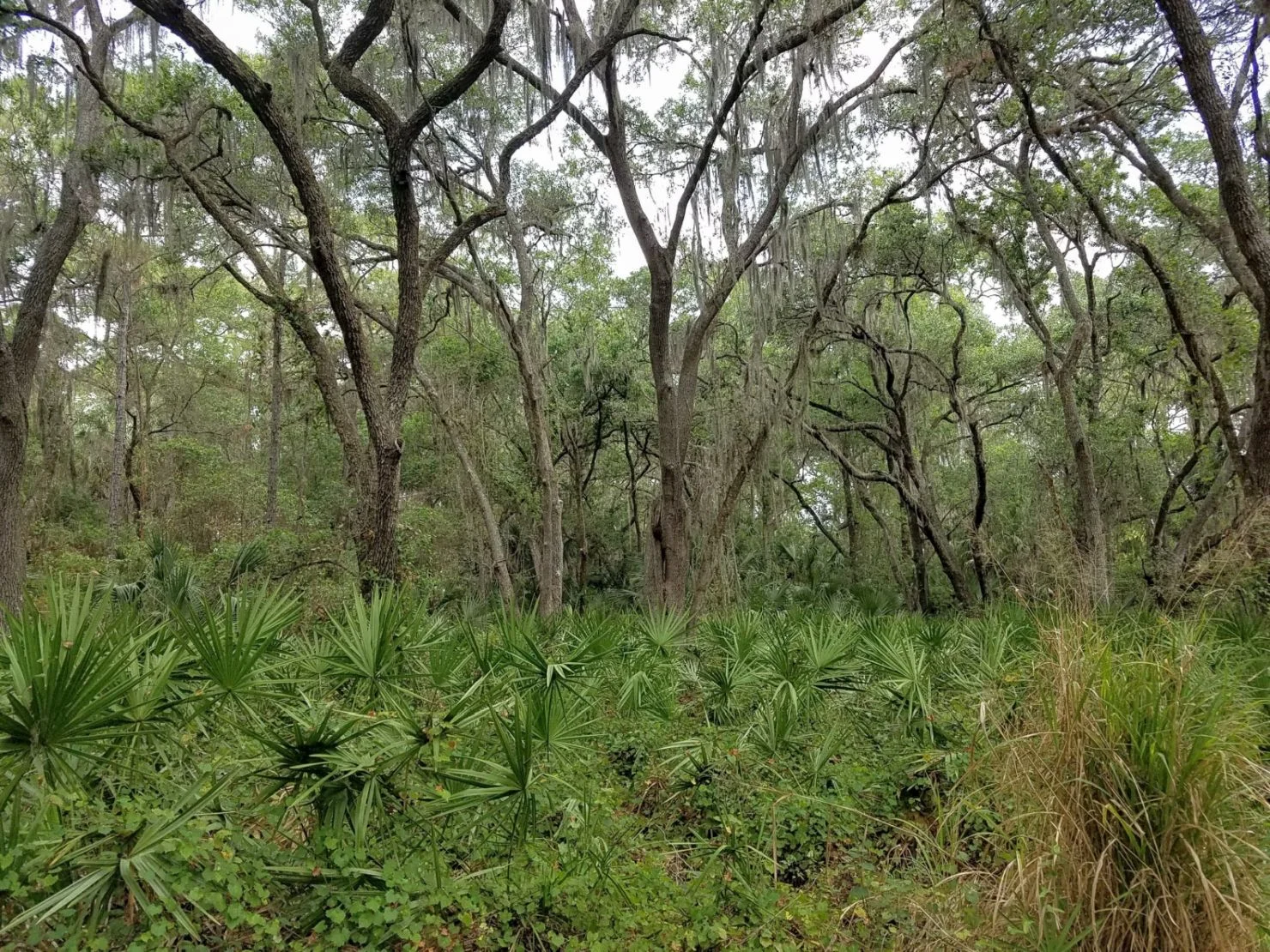 The woods at Conservatory park, Sarasota, FL