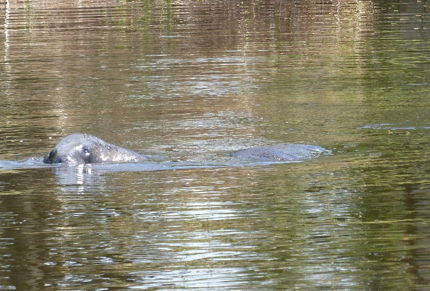 manatees in our neighborhood!