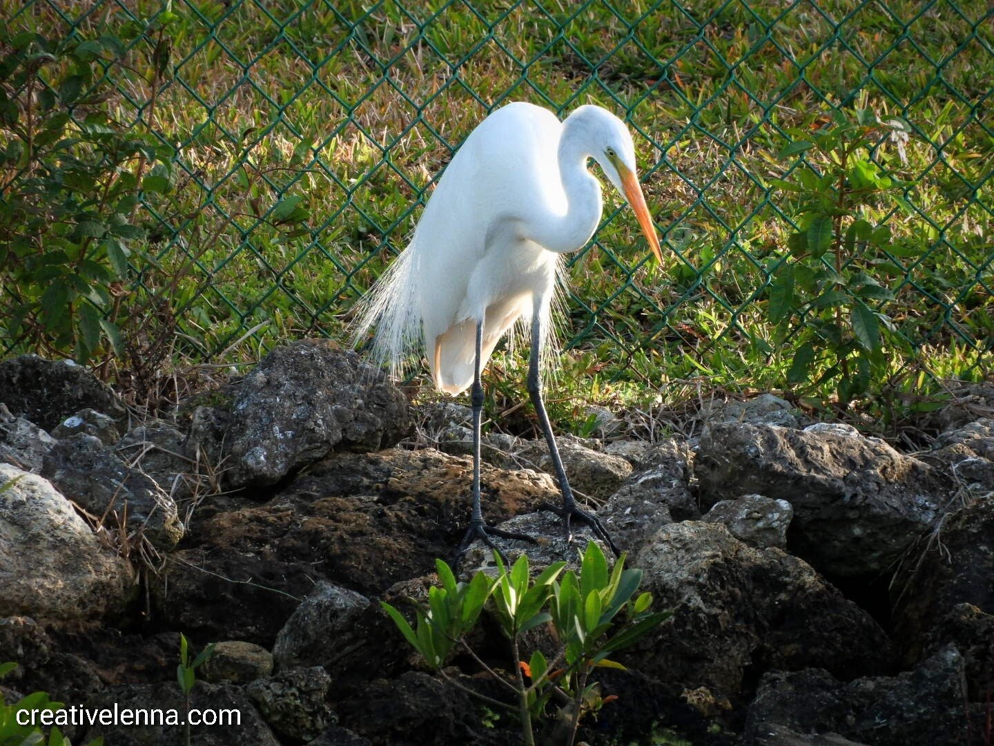 beautiful great egret