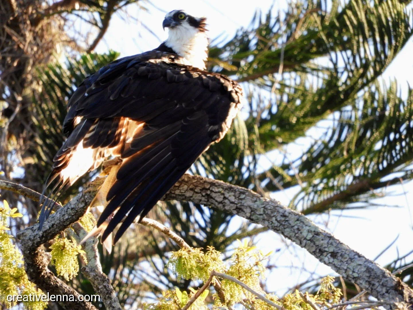 Week 8: 52 weeks of creativity