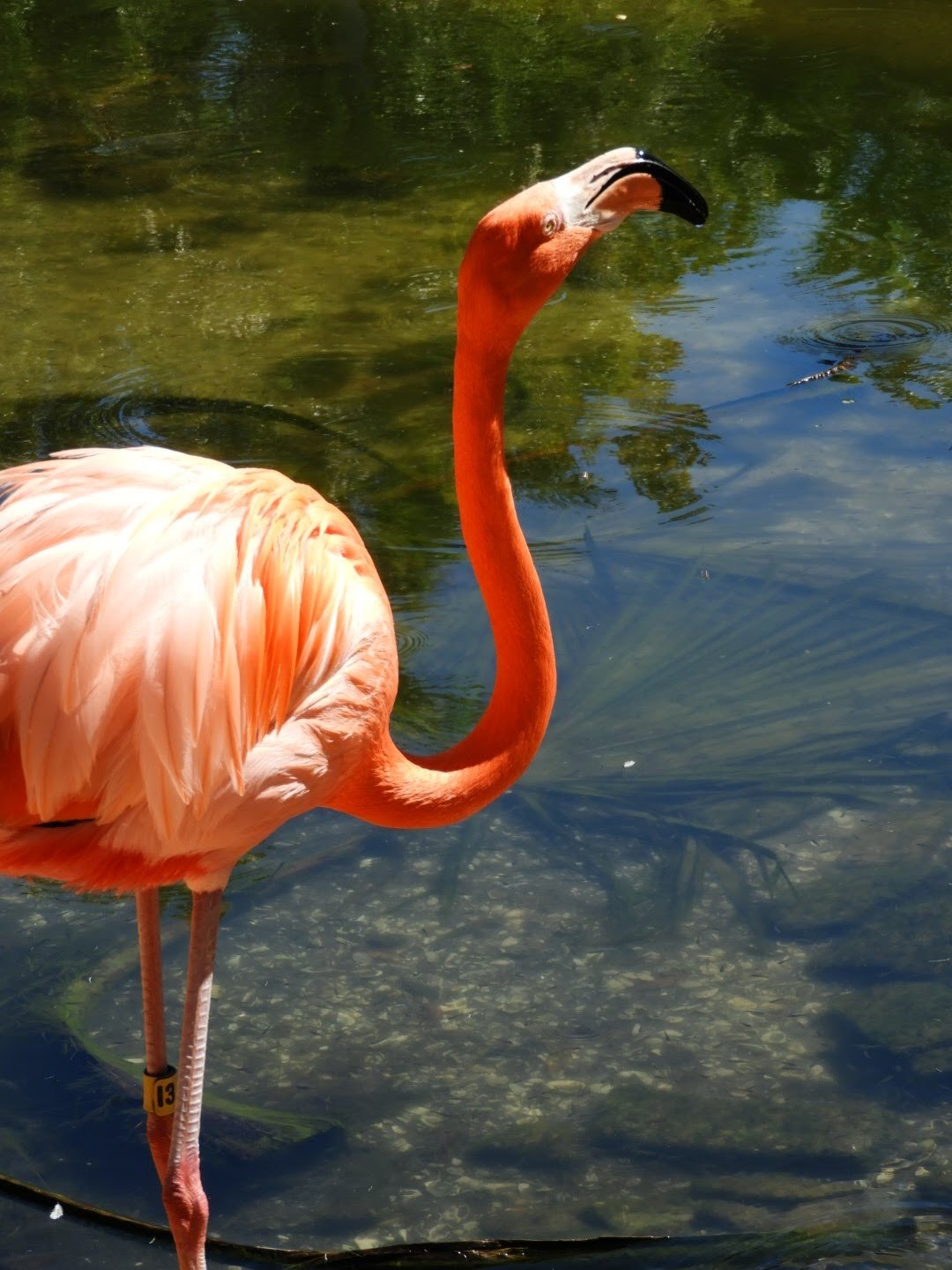 Flamingo