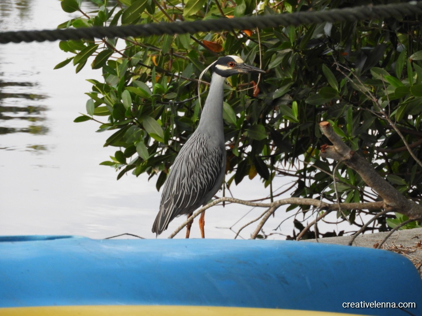 Yellow Crowned Night Heron
