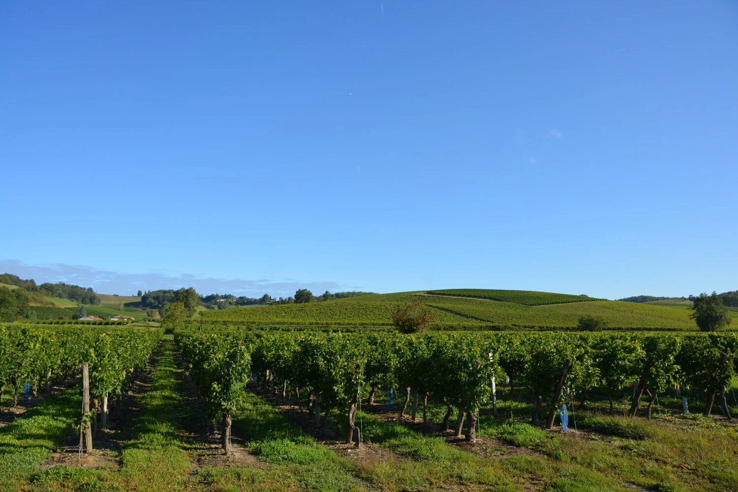 les vignes.JPG