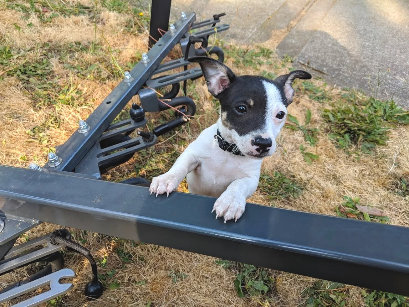 Shop dog Rigsby!