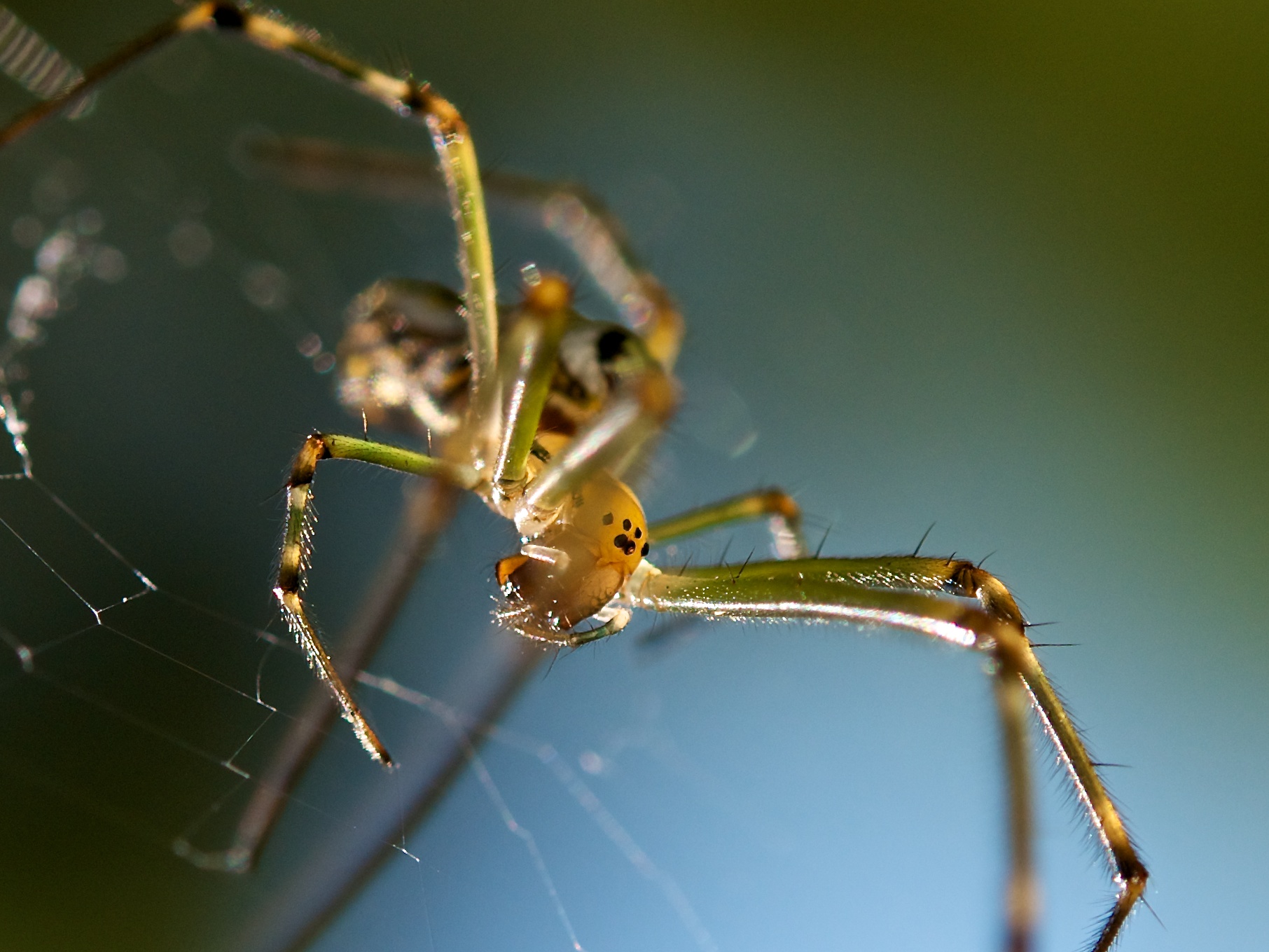 Spider threat scary.jpg