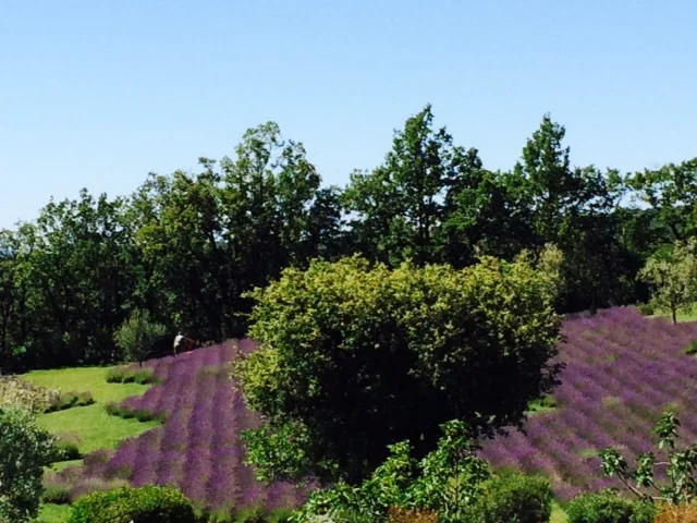lavander1.jpg