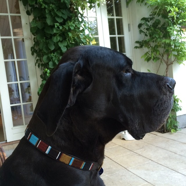 And of course my black baby, Caesar.