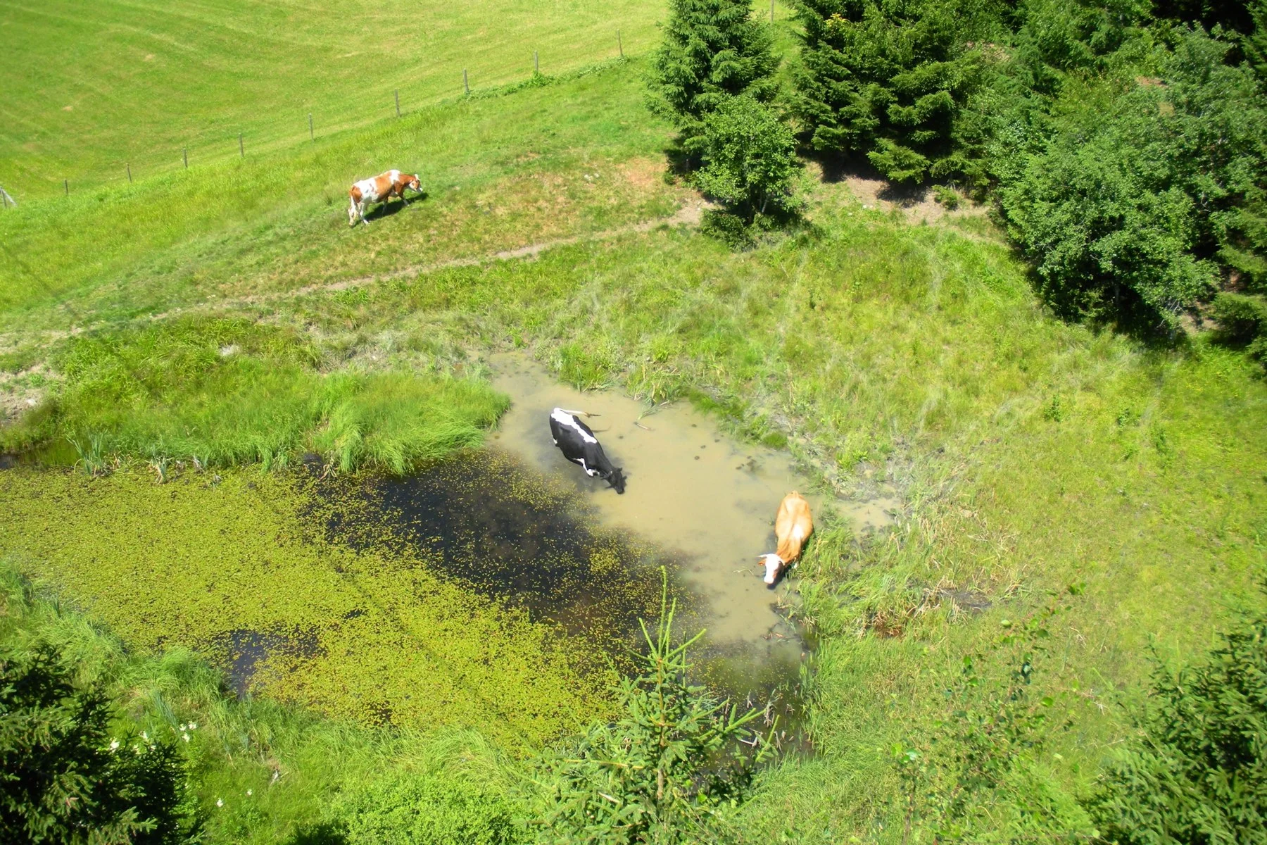 rideable_trailbuilding_flow_one 12.jpg