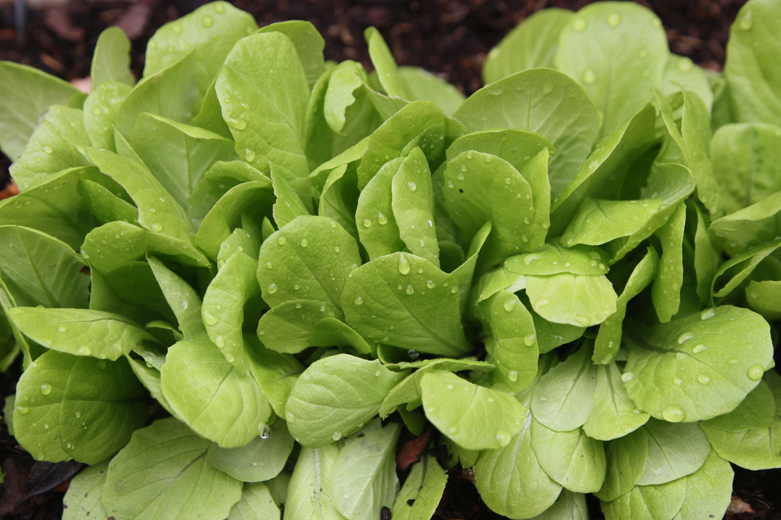 Lactuca sativa (SALANOVA® GREEN MULTI-LEAF, SALANOVA® SERIES) - Copy.jpg