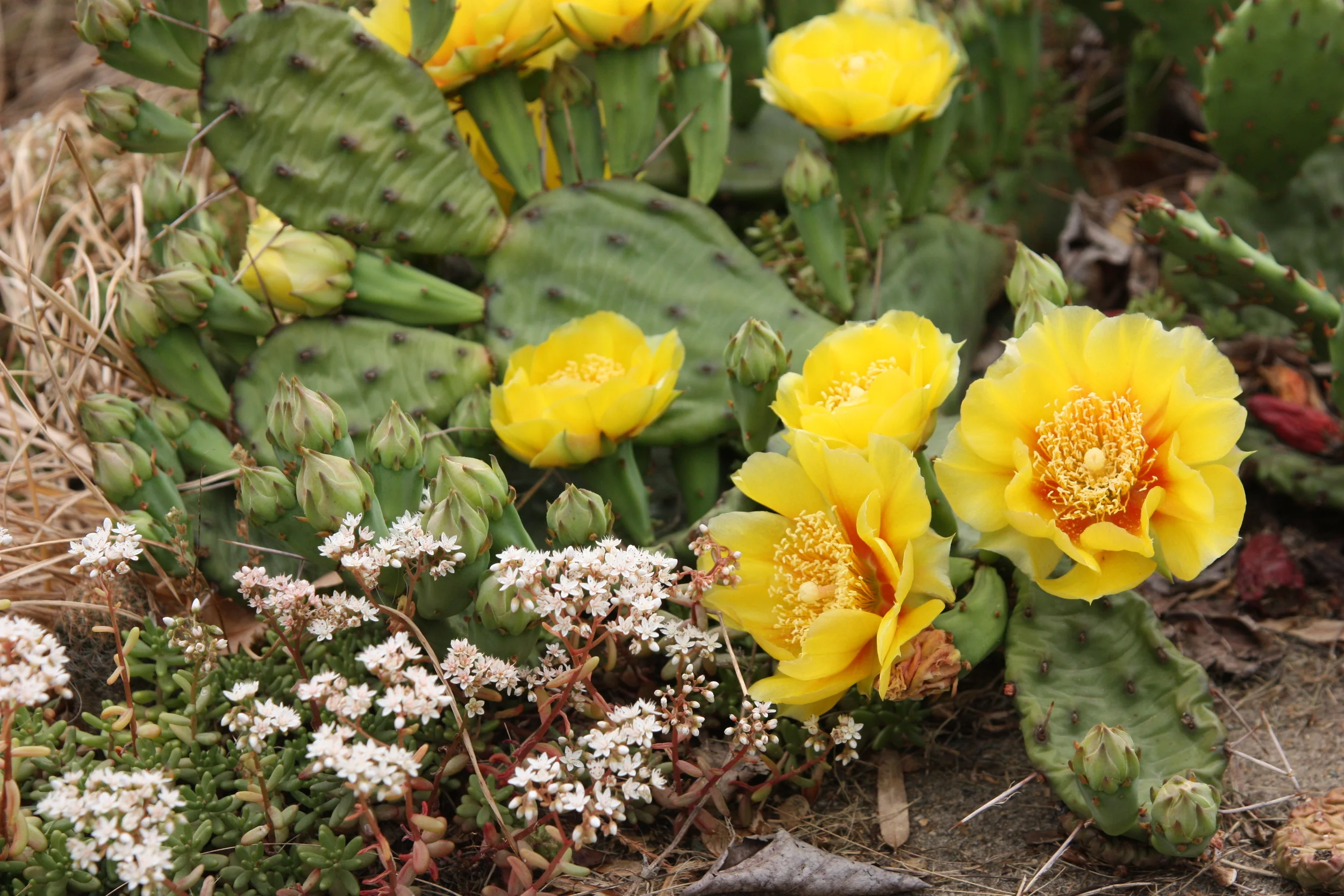 Opuntia humifusa and Sedum JAKMPM.JPG