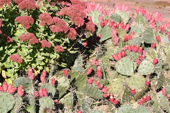 The red fruit and unique habit of Opuntia phaeacantha looks striking next to the rich fall colors of tall sedums.