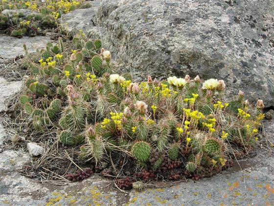 The pale yellow flowers of Opuntia fragilis are delicate and beautiful.