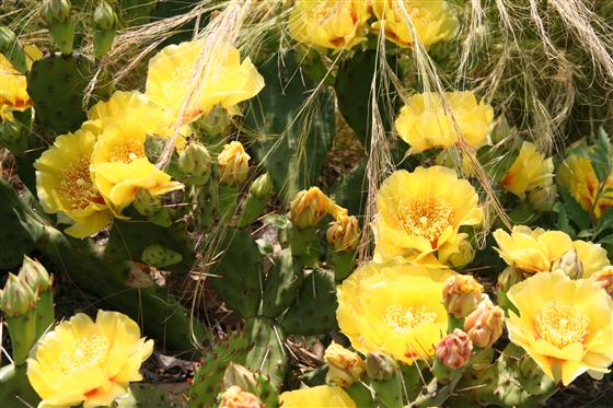 The golden blooms of Opuntia humifusa offer heavy loads of pollen and nectar.