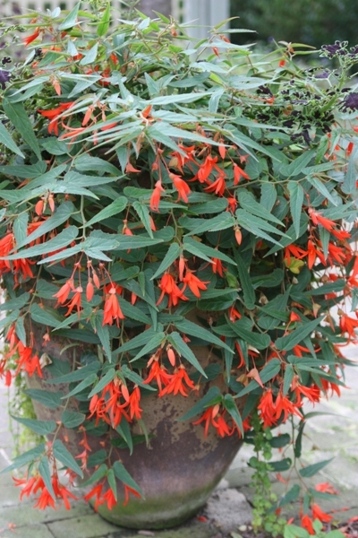 The pendant flowers of Begonia boliviensis dangle like summer jewelry and look best in containers or hanging baskets.
