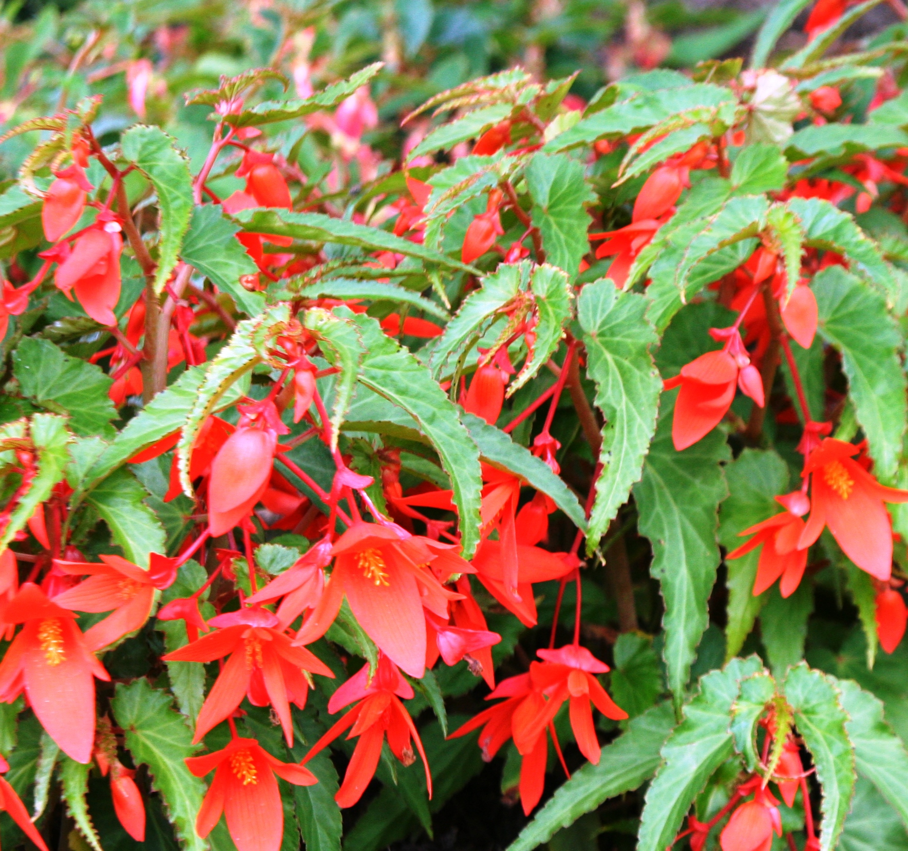 The cultivar 'Bonfire' is an extra vibrant selection with larger flowers and a slightly more compact habit.