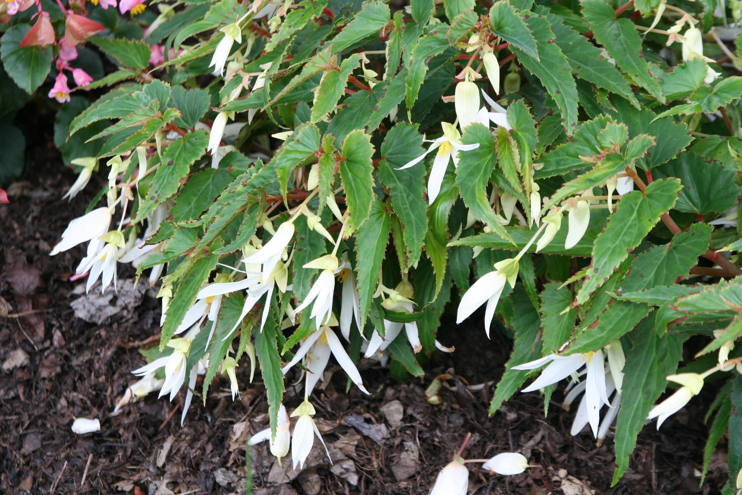 Begonia Mandalay Pearl