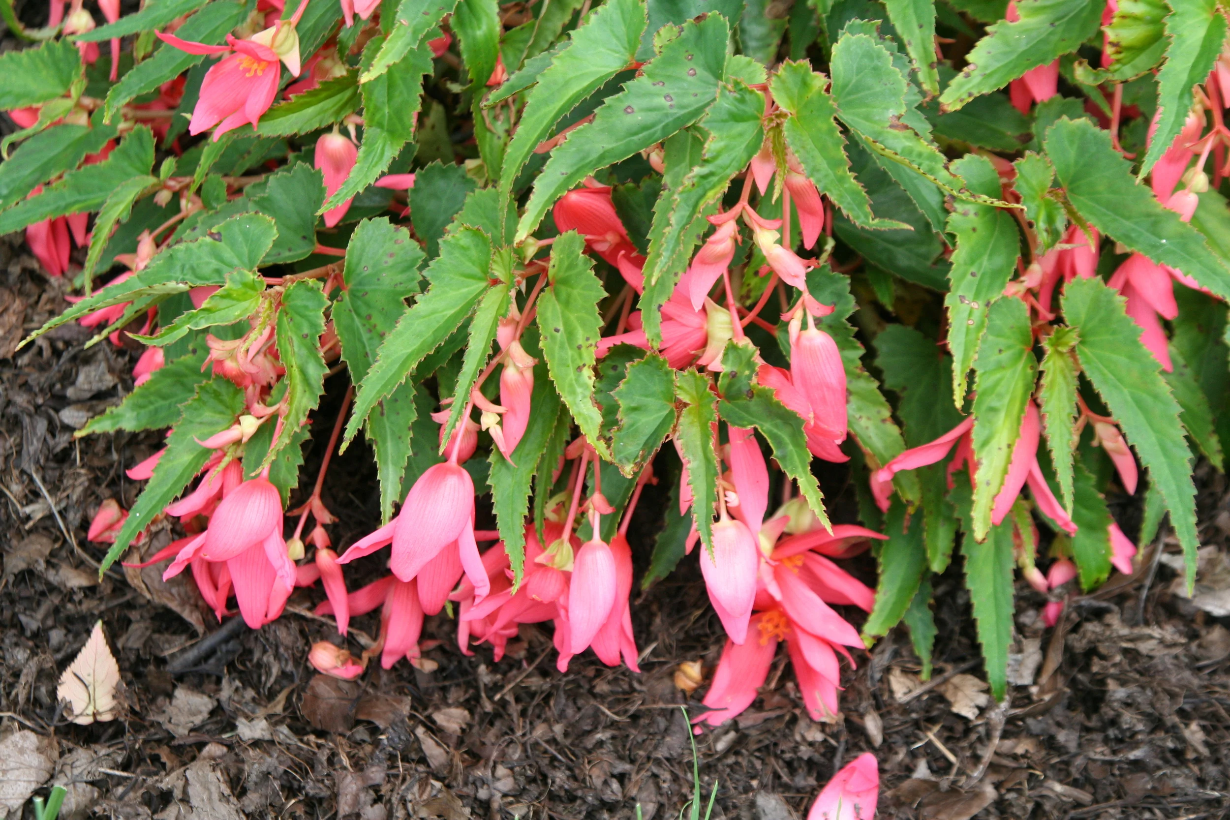 Begonia Mandalay Flamingo
