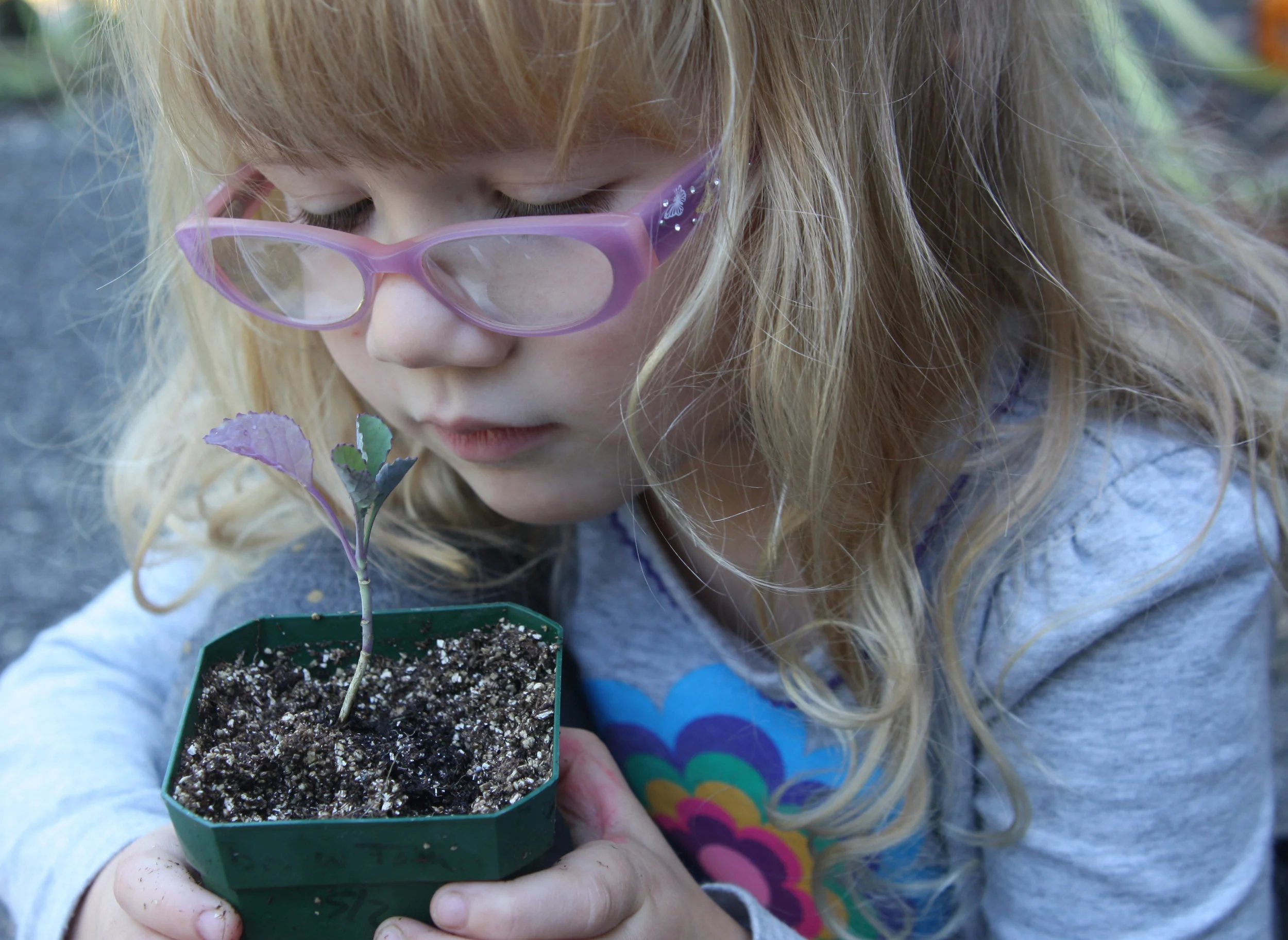 This 2.5 inch seedling will be ready for outdoor planting in another 5 to 7 days.