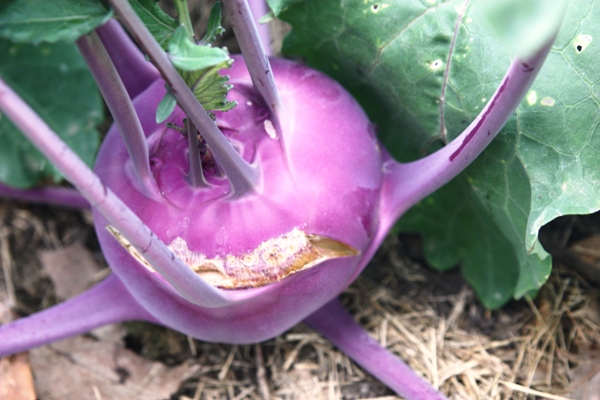 Excessive rain caused this ready-to-harvest bulb to crack, but it was still crisp and tasty.