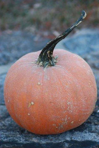The super sweet pie pumpkin 'Winter Luxury' is a poor keeper but makes amazing pie. It's is a beautiful medium to small pumpkin with thin, netted skin and dense, sweet, orange flesh