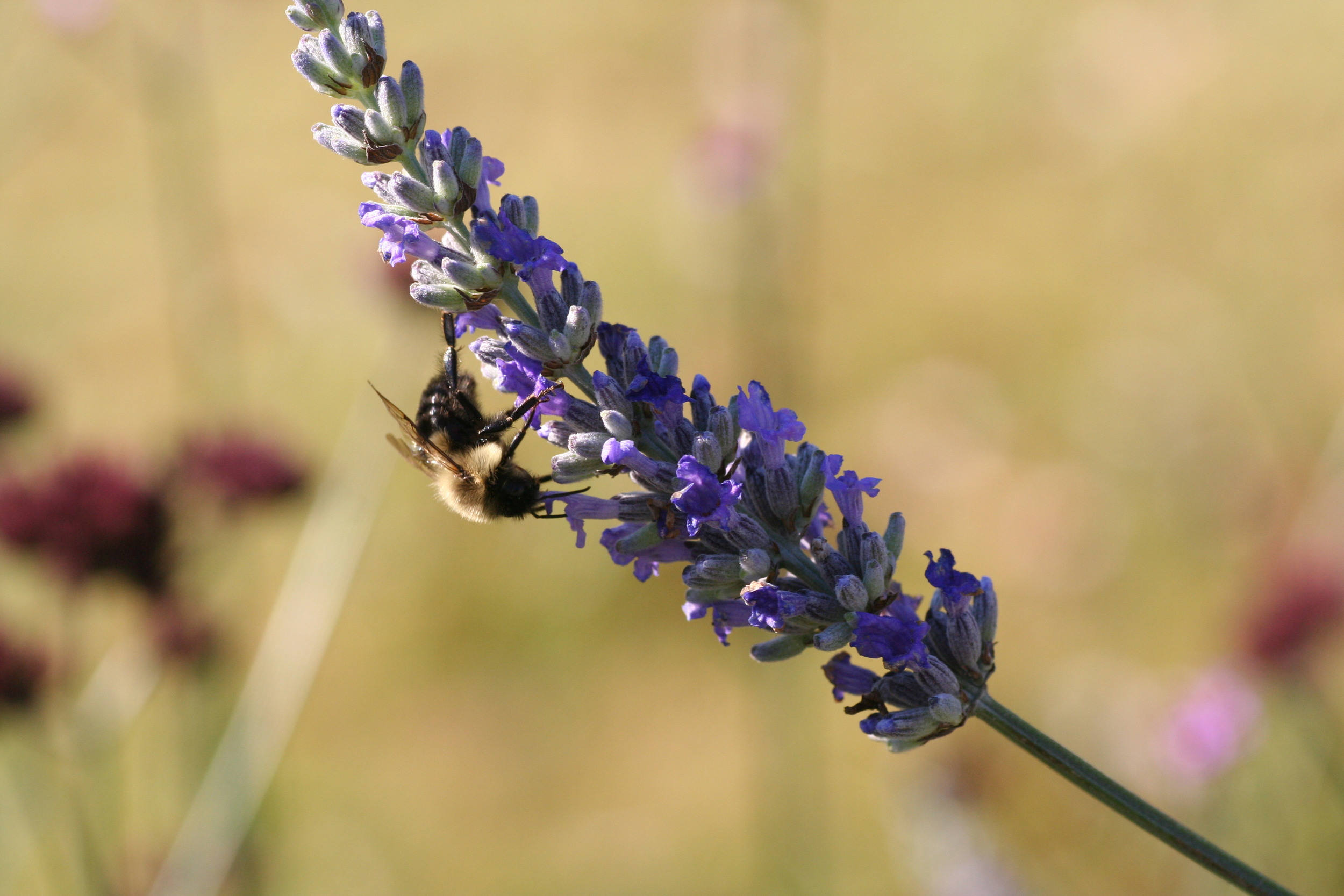 Lavandula JaKMPM.jpg