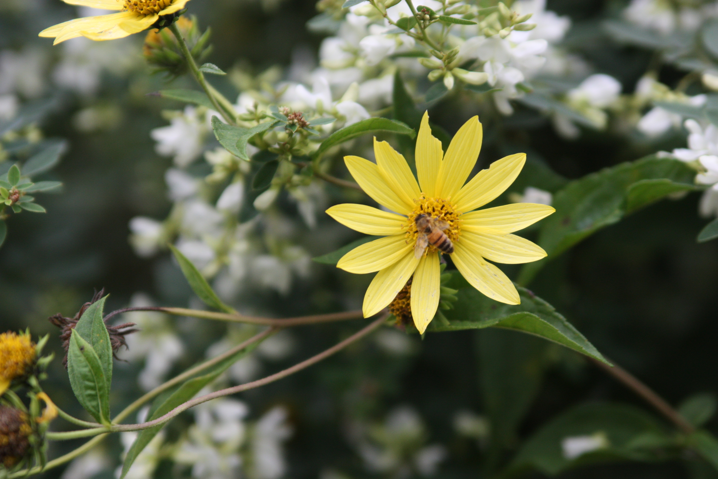 Helianthus 'Lemon Queen' JaKMPM.jpg