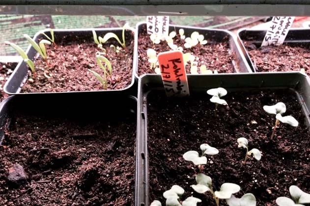 Broccoli, kohlrabi, spinach, and kale seedlings just getting started.