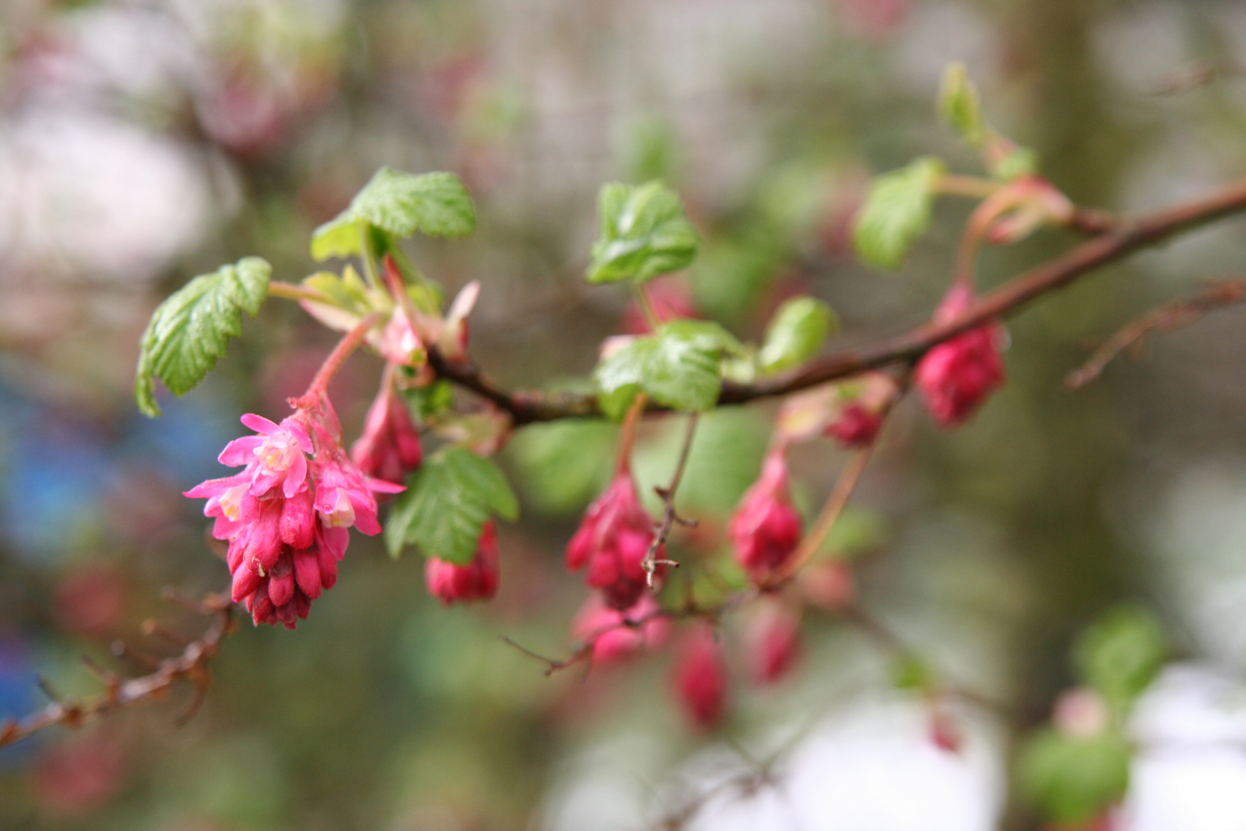 Native American Berries