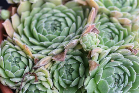 Sempervivum 'Cleveland Morgan' is a sea green succulent able to withstand the harshest winter cold, if planted in a sharply drained spot. Pretty much any sempervivum makes me happy.