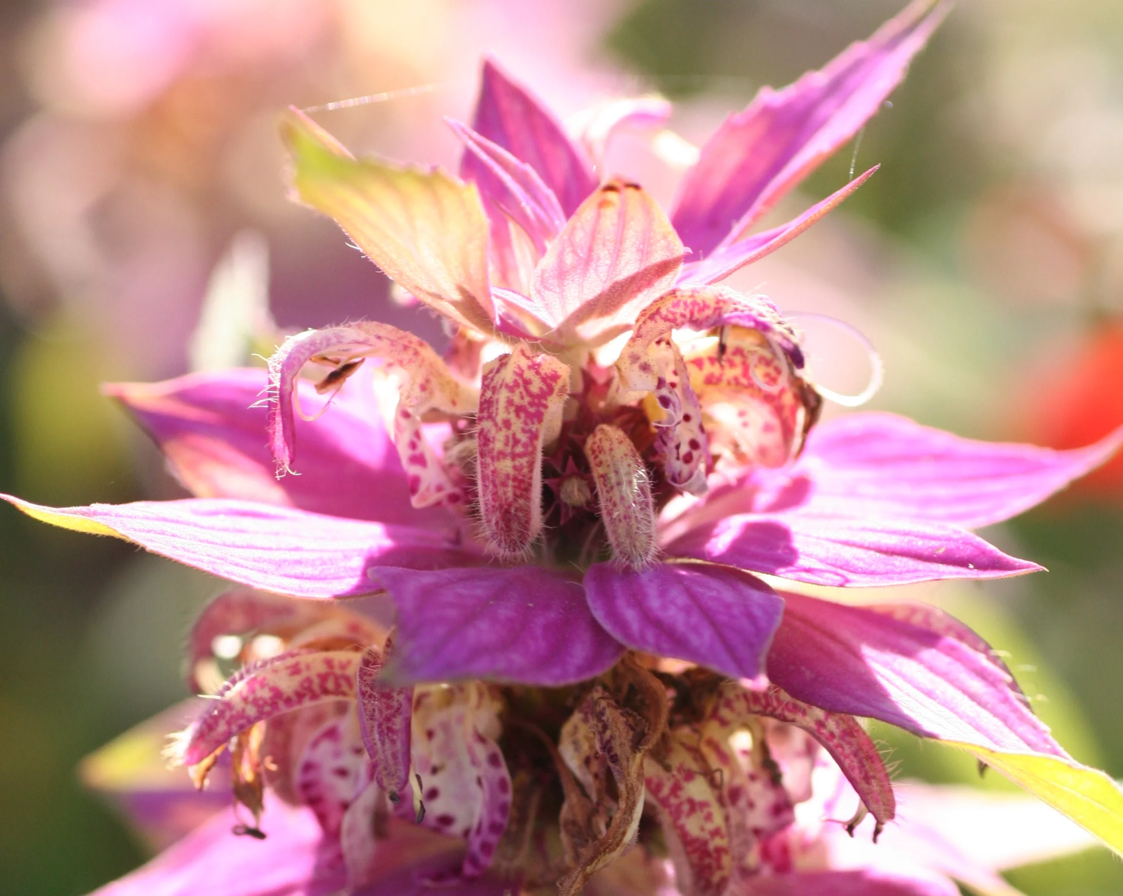 Monarda or "Unsung Beebalms"