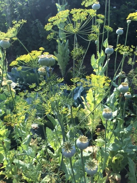 Dill and breadseed poppy heads