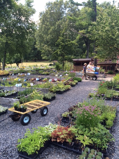 Some of the many plant offerings at Well-Sweep