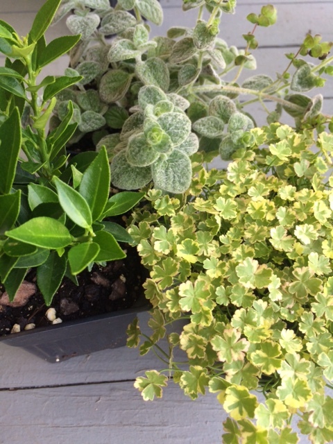 Chinotto tangerine, Dittany of Crete, and Variegated Gotu Kola