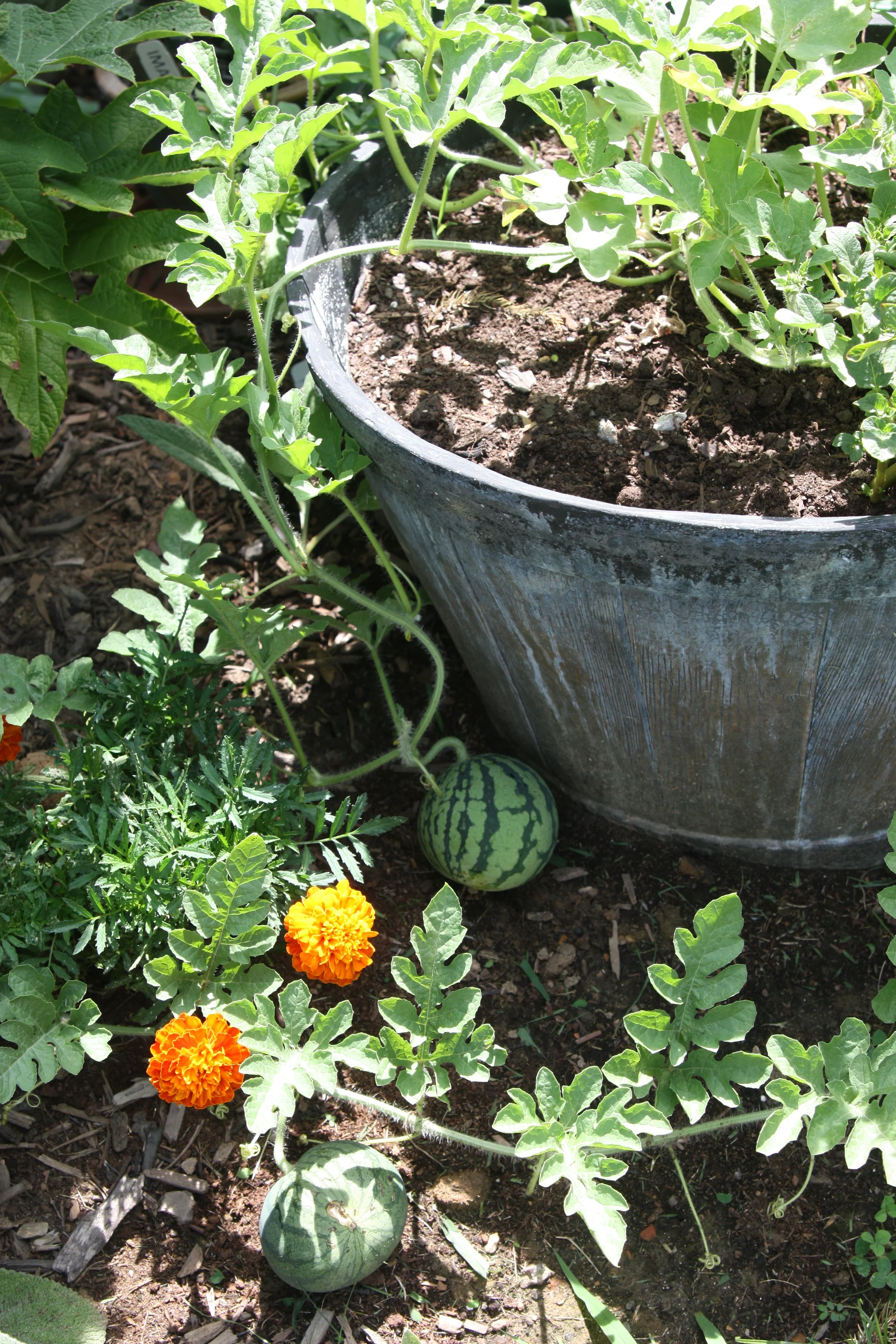 Watermelons growing from our half-barrel pot. Potatoes are growing on the other side.
